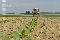 Beet fertilisation 8