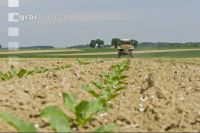 Beet fertilisation 9