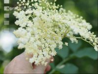 Holunder Blüte 2