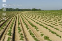 Potato leave development 10