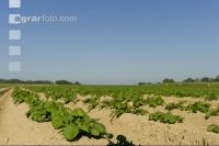 Potato leave development 9