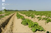 Potato leave development 8