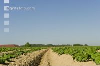 Potato leave development 7