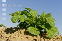 Potato leave development 6