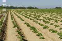 Potato leave development 5