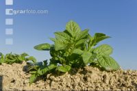 Potato leave development 4