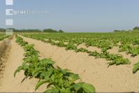 Potato leave development 2