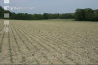Sugar beet mulch seed 1
