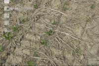 Sugar beet mulch seed 2