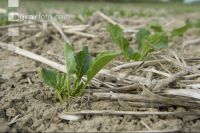 Sugar beet mulch seed 3