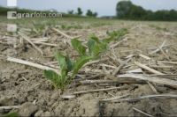 Sugar beet mulch seed 4