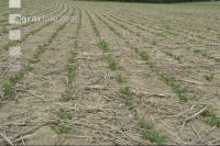 Sugar beet mulch seed 5