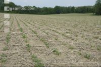 Sugar beet mulch seed 6