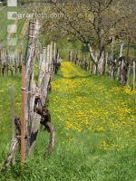 Neustift am Walde 4