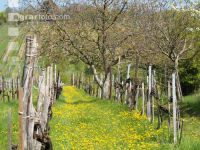Neustift am Walde 3