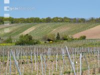Neustift am Walde 2