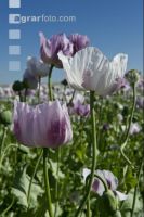 Graumohn Blüte 17