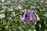 Graumohn Blüte 15