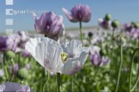 Graumohn Blüte 14