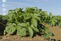 Potato leave development 18