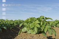 Potato leave development 17