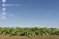 Potato leave development 16