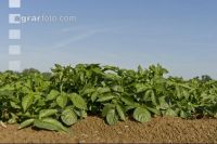Potato leave development 15