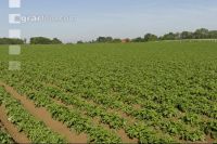 Potato leave development 14