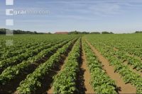 Potato leave development 12