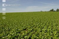 Beet rosette stage 6