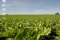 Beet rosette stage 8