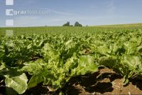 Beet rosette stage 10