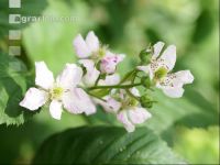 Brombeere Blüte 4