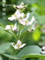 Brombeere Blüte 2