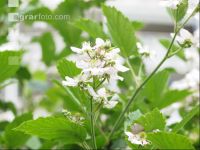 Brombeere Blüte 1