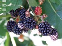 Brombeeren 1