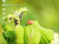 Ladybird plant louses 2