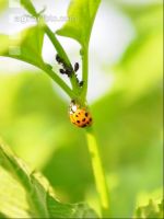 Ladybird plant louses 1