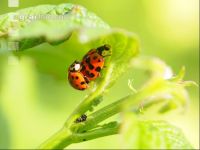 Ladybird couple 5