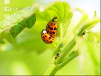 Ladybird couple 4