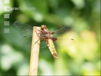 Dragonfly 2