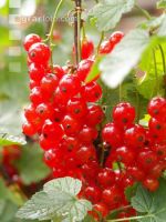 Johannisbeere rot 4