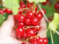 Johannisbeere Ernte 4