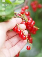 Johannisbeere Ernte 3