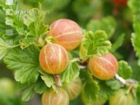 Stachelbeeren 9