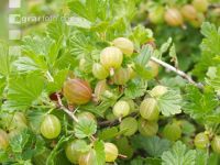 Stachelbeeren 8