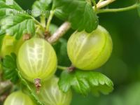 Stachelbeeren 7