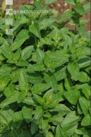 Oregano 4