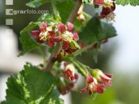 Jostabeere Blüte 1