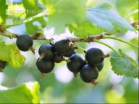 Jostabeeren 2